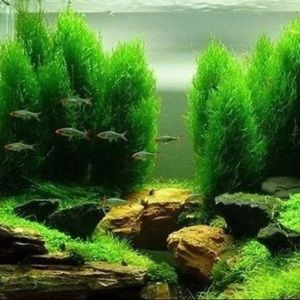 Meet your Posher, Ashok